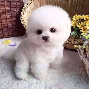 泉州地区可自提纯种卷毛比熊犬袖珍博美俊介 span class=h>茶杯 /span