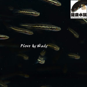 皇冠狗头鱼活体鱼河豚淡水热带鱼大型稀有鱼狗