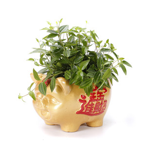 【元宝花盆图片】元宝花盆图片大全 - q友网