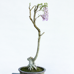  span class=h>野生 /span>紫藤 span class=h>树桩 /span>盆景老 