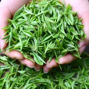 四川明前茶叶毛尖特级绿茶2018新茶散装碧螺春浓香型云雾500g毛峰