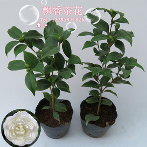 绿植盆栽 span class=h>茶花 /span>-观叶又观花的好品种-白锦辉-花开