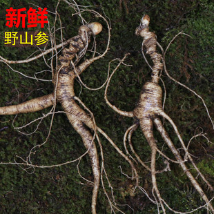 长白山鲜人参 东北人参林下参20年根林下籽货带土现挖新鲜野山参