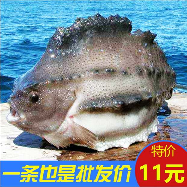 冰冻海参斑 斑鱼 海参斑鱼 野生海鱼 15元一斤3份起拍