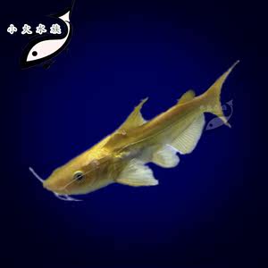 【龙鱼配鱼图片】龙鱼配鱼图片大全