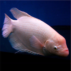 战船风水招财鱼图片