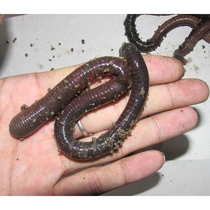 脷刮地龙【超大】 span class=h>蚯蚓 /span> 龟粮 中药广地龙 活体 