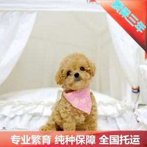 【北京宠物寄养狗价格】最新北京宠物寄养狗价