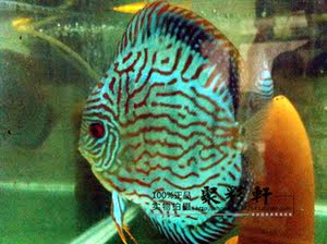 红富士七彩神仙七彩神仙鱼七彩燕 彩燕 观赏鱼