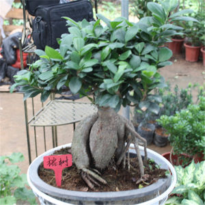 【榕树盆栽客厅价格】最新榕树盆栽客厅价格\/