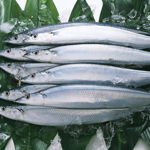 【俄罗斯进口鱼图片】俄罗斯进口鱼图片大全 - q友网