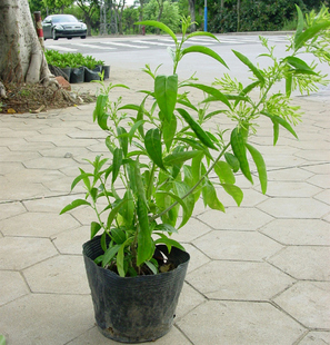夜来香花苗盆栽 夜来香苗 夜来香植物 夜兰香植物 观花吸甲醛植物