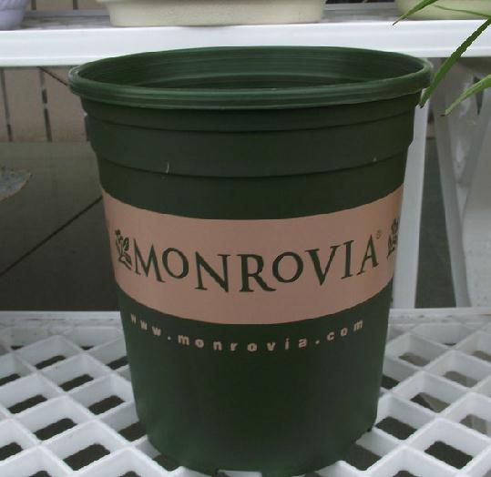 印花加仑盆 1加仑/2加仑花盆 塑料大花盆 送托盘