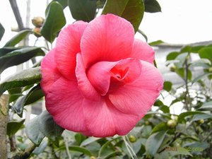 【花仙子花卉绿图片】花仙子花卉绿图片大全 - q友网