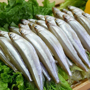 北京密云水库池沼公鱼1kg 2017年新鲜鲜鱼