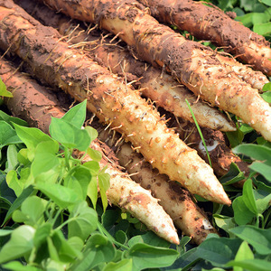 人家 /span>温县垆土铁棍淮山药精选10斤新鲜正宗垆土怀山约河南特产