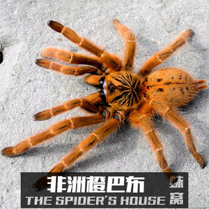 非洲橙 span class=h>巴布 /span> 烈阳 span class=h>巴布 /span> c8