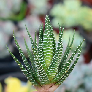 花匠多肉 多肉植物 条纹十二卷 迷你卢荟小盆景多肉花卉盆栽组合