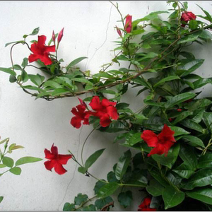 【期花图片】期花图片大全 - q友网