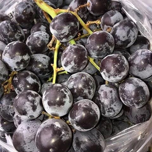 新到智利 玫瑰香黑提 口感脆甜 1斤装 提子