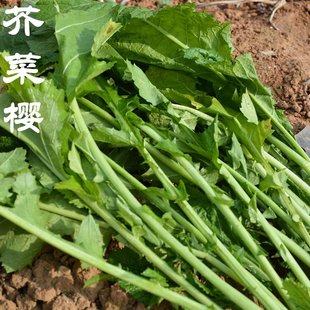 密云农家腌制芥菜缨子咸菜 腌咸菜 芥菜叶 下饭菜芥菜樱子 500克