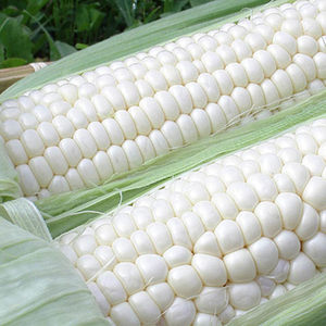 白糯玉米5斤图片