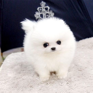 class=h>小狗 /span>狗