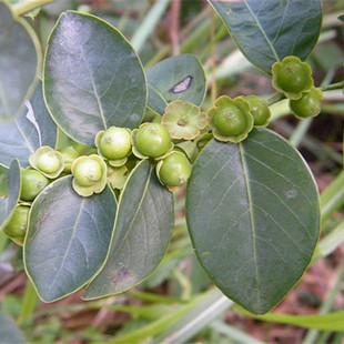 野生中药材新鲜黑面神500g黑面叶 鬼划符 乌漆臼 青漆 铁甲将军