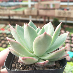 正版 黄玫瑰 span class=h>多肉/span>植物 超值特价肉植办公室盆栽