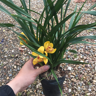 金如玉 建兰杂交兰大气室内观赏兰花 兰花苗花卉植物盆栽