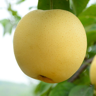 黄金梨莱阳皇冠梨子五斤 脆甜梨子非丰水梨酥梨新鲜水果包邮