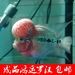 【泰金罗汉鱼亚成】_泰金罗汉鱼亚成品牌\/图片