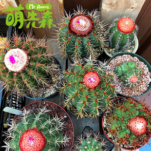 实生黄金云仙人球 层云碧云花座球属小苗 紫云翠云星云开花仙人掌