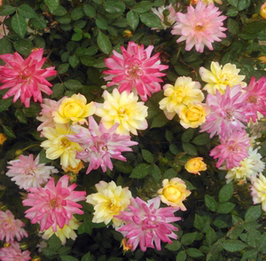 class=h>盆栽 /span>【小五彩】钻石月季株型矮一花多色超级能开