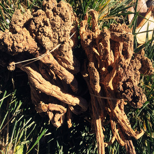 西藏纯野生藏党参 无硫太阳晒干 产地直供 良心品质 新货250克