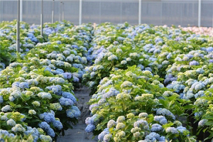 八仙花绣球花八仙花苗绣球花苗绣球无尽夏绣球