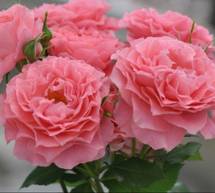 【上上花田】日月 珊瑚果冻月季 大花 勤花 颜色非常漂亮四季开花