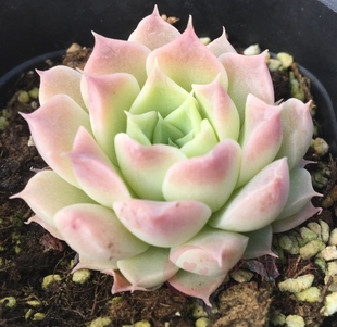 财路 多肉植物花卉绿植盆栽办公室防辐射 多肉 小盆景