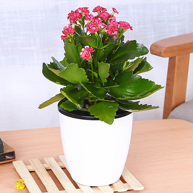 重瓣长寿花盆栽绿植花卉包邮办公桌净化空气防辐射植物