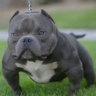 高品质美国恶霸犬【红魔】嫡系---天安【家美恶霸犬舍】活体包邮