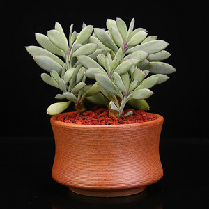 多肉植物 紫 span class=h>龙刀 /span>紫蛮刀多肉老桩肉肉花卉 办公