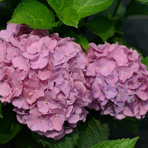 虹越 span class=h>园艺 /span>家 大花绣球 罗斯1加仑盆栽苗 家庭