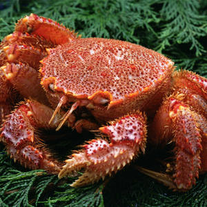 【日料食材进口】_日料食材进口品牌/图片/价格 - q友网