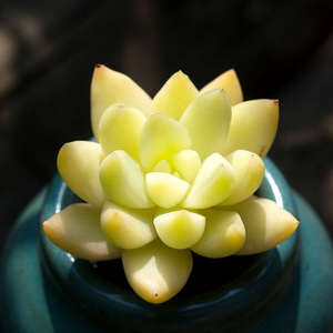 黄丽锦多肉植物 span class=h>办公 /span>室内桌面阳 span class=h>