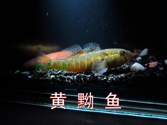 原生魚觀賞魚 冷水魚 黃黝魚 黃幼魚 紅尾蝦虎魚 黃肚魚 活體