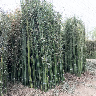 楊久久種植竹子大型常青苗庭院地栽米竹竹子苗節節高別墅植物