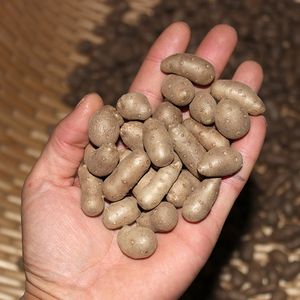 2018新鲜滋补铁棍山药豆5斤 陈集山药蛋约果子特大号籽怀淮山蔬菜