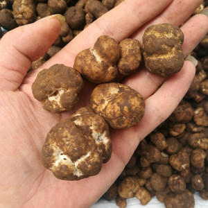 白松露菌新鲜图片