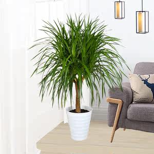 龙须树苗龙须树龙铁办公室客厅净化空气大型绿