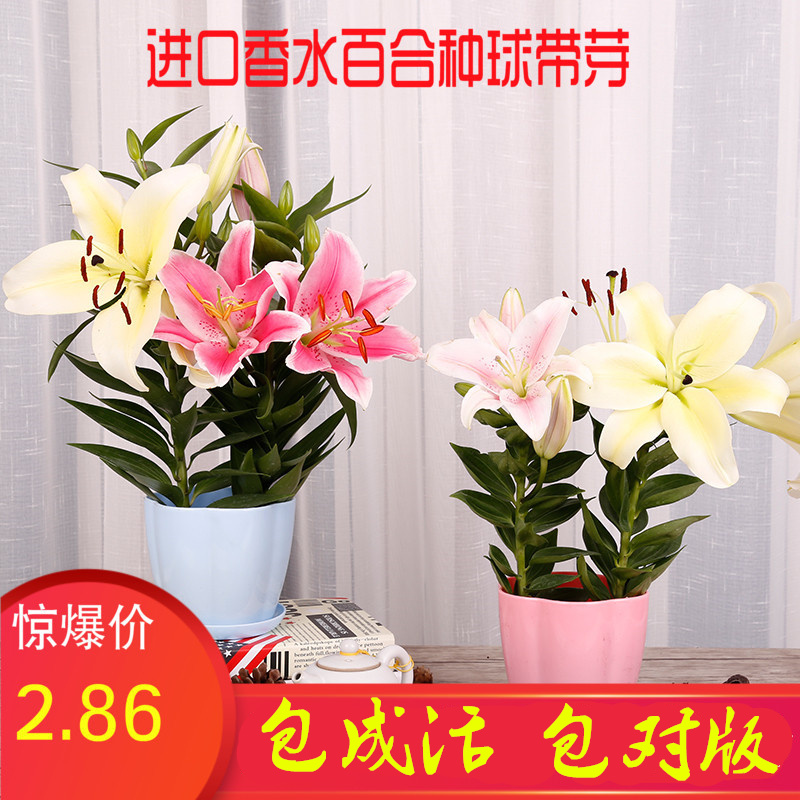 进口香水百合种球带芽四季绿植盆栽花卉种子室内外阳台花苗大种球